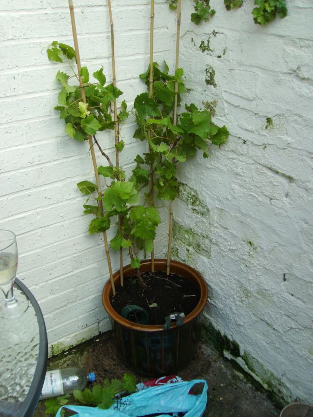 The Vine at home